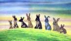 rabbits.jpg