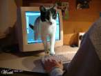 miao.jpg