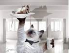 cat.jpg