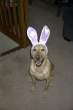 easter-puppy.jpg