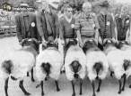 sheep3qy.jpg