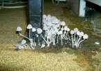 mushroom8sn.jpg