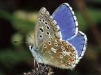 butterfly_28.jpg