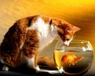 fishy0lk.jpg