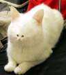 weird_cat.jpg