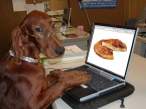 laptopdog.jpg
