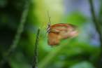 butterfly.jpg