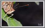 stalking-buterfly.jpg