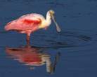 bird.jpg