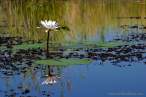 123_WaterLilly.jpg