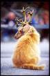 reindeercat.jpg