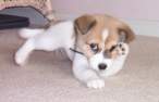 cute_dog.gif