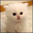 fluffy_cat.jpg