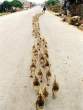 duck_parade.jpg