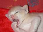 kittenyawn.jpg
