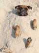burried_dog.jpg