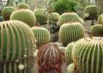 cactus_head.jpg