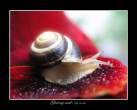 Glowing_snail_by_lexidh.jpg