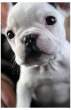 Puppie_Max_by_xtankgirlx.jpg