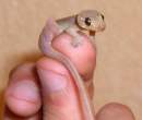 dog gecko by GreenIguana.jpg