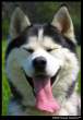 Show Me The Tongue by Sooper Husky.jpg