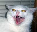 catfangs.jpg