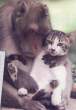 monkeyslovecats6hj.jpg