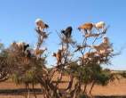 goats trees.jpg