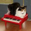 pianistcat.jpg