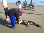 yeah you stupid hobo, beached seals need beer.jpg
