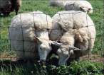 Sheeps.jpg