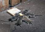 probably should have fed these guys more often.jpg