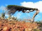 Wierd tree.jpg