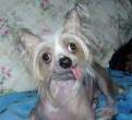Insane dog.jpg