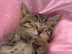 Sweet dreams.jpg