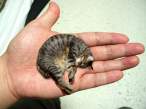 world's smallest cat.jpg