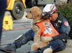 napdog to the rescue.jpg