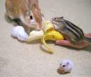 banana.jpg
