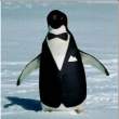 Armani Penguin.jpg