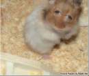 Hamster Nerd.jpg