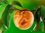 The forbiddon fruit.jpg