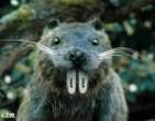 Hungry Beaver.jpg