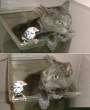 This is a weird cat. Cats don't like water and are not friends with birds..jpg