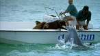 Dolphin.jpg