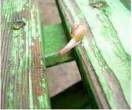 Snail gymnast [extra] 03.jpg