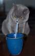 Drinker.jpg