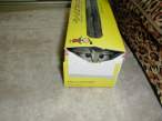 Shy Kitty.jpg
