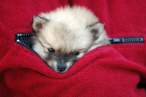 Safe and sound.jpg