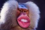 Lips.jpg