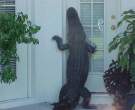 Knock Knock.jpg